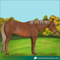 Horse Color:Chestnut Rabicano 