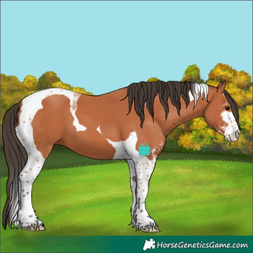 Horse Color:Bay Sabino Tobiano 
