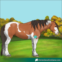 Horse Color:Bay Sabino Tobiano 