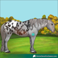 Horse Color:Brown Blanket