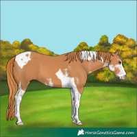 Horse Color:Chestnut Sabino Tobiano