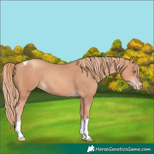 Horse Color:Gold Champagne Tobiano