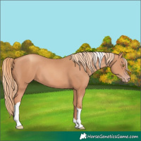 Horse Color:Gold Champagne Tobiano 