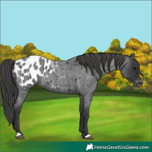 Horse Color:Blue Roan Appaloosa 