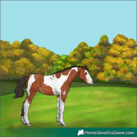 Horse Color:Bay Sabino Tobiano 
