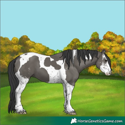 Horse Color:Grullo Sabino Tobiano 