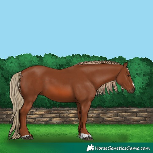 Horse Color:Chestnut 