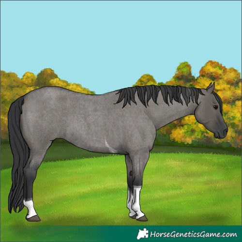 Horse Color:Grullo Roan Tobiano 