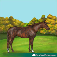 Horse Color:Liver Chestnut  and Chestnut 