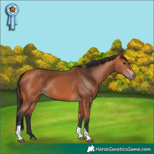 Horse Color:Bay Tobiano Rabicano 