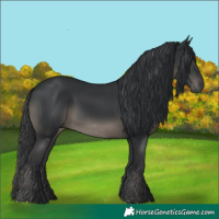 Horse Color:Black 