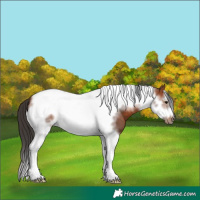Horse Color:Bay Tobiano Frame 