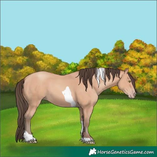 Horse Color:Amber Champagne Tobiano