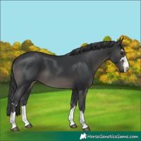 Horse Color:Black 
