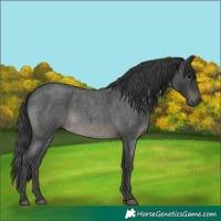 Horse Color:Blue Roan 