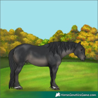 Horse Color:Black 
