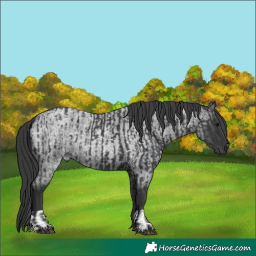 Horse Color:Black  and Blue Roan 