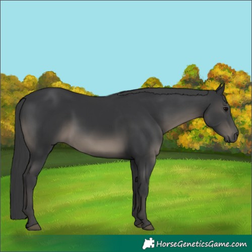 Horse Color:Black 