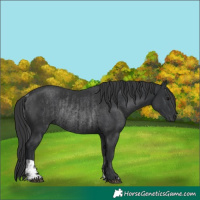 Horse Color:Black  and Black Rabicano 