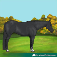Horse Color:Black  and Black 