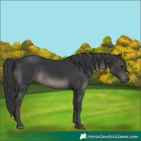 Horse Color:Black 