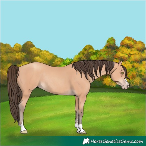 Horse Color:Unknown 
