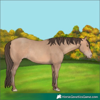Horse Color:Amber Champagne Rabicano 