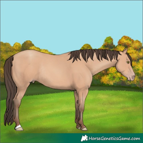 Horse Color:Amber Champagne Rabicano 