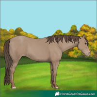 Horse Color:Classic Champagne Rabicano