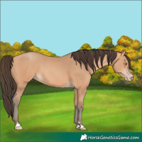 Horse Color:Amber Champagne Rabicano 