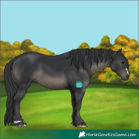 Horse Color:Black 