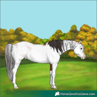 Horse Color:Bay Sabino Rabicano and Brown Sabino Rabicano