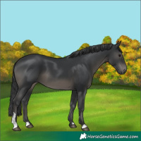 Horse Color:Black 