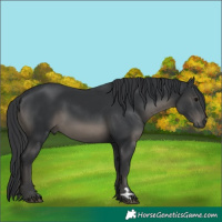 Horse Color:Unknown 