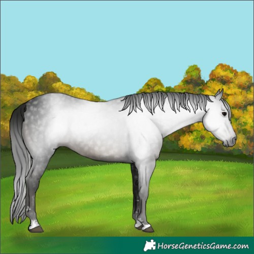 Horse Color:Gray Black 
