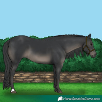 Horse Color:Black 