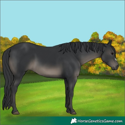 Horse Color:Black 