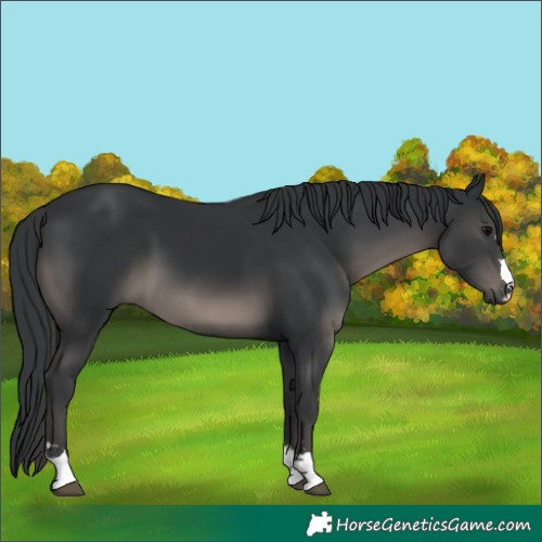 Horse Color:Black 