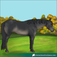 Horse Color:Black 