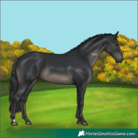 Horse Color:Black 