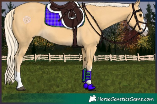 Horse Color:Palomino 