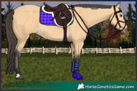 Horse Color:Buckskin