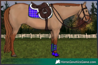 Horse Color:Red Dun
