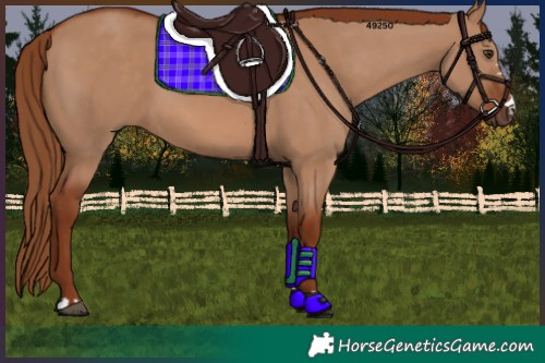 Horse Color:Red Dun 