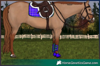Horse Color:Red Dun 