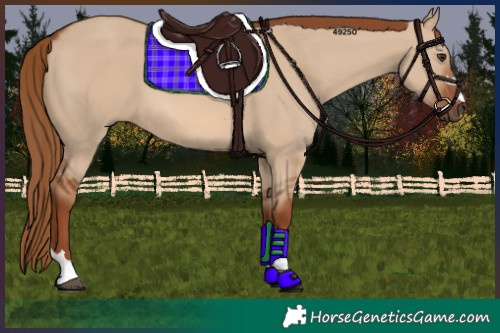 Horse Color:Red Dun 