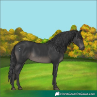 Horse Color:Black 