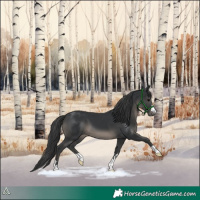 Horse Color:Black 