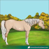 Horse Color:Silver Classic Champagne Dun Splash Frame