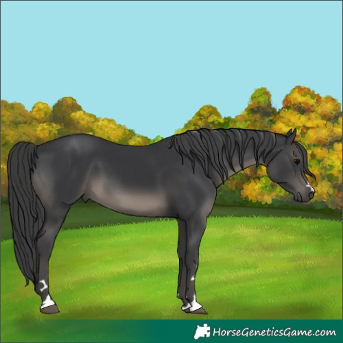Horse Color:Black 